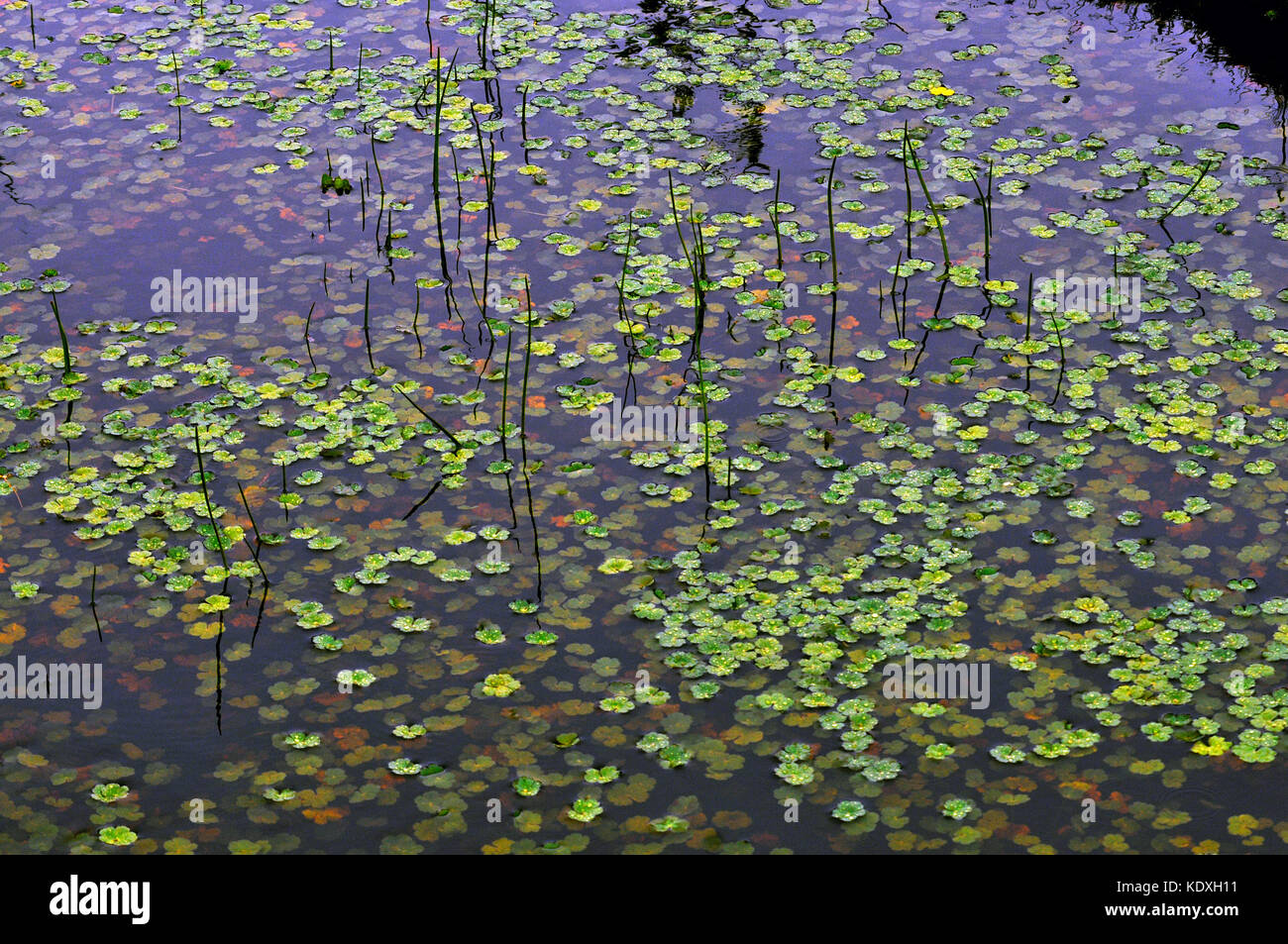 Acuatic High Resolution Stock Photography and Images - Alamy