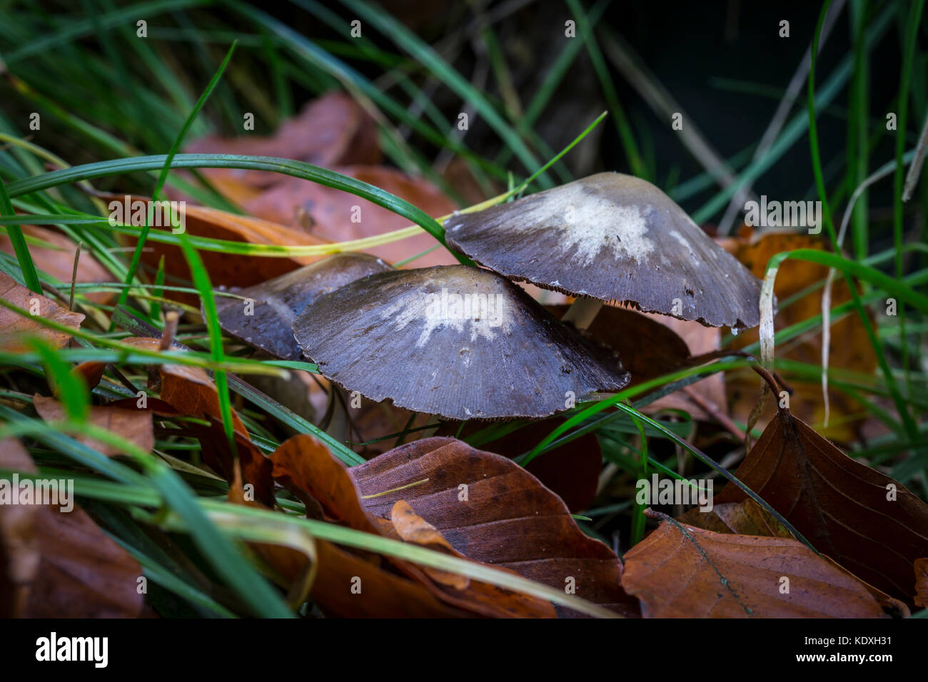 Autumn mushrooms Stock Photo