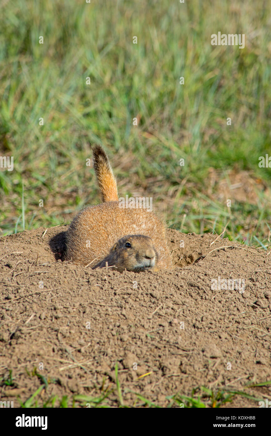 Black-tailed Prairie Dog (Cynomys ludovicianus), Castle Rock Colorado US. Photo taken in May 2018. Stock Photo