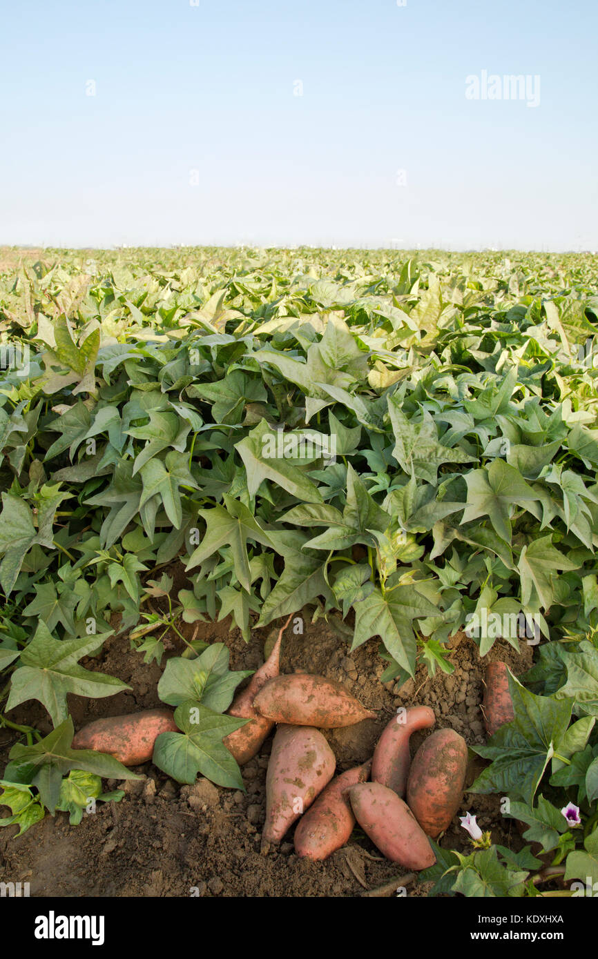 Harvested 'Kamote' tubers with mature vegetation, cultivar of the Sweet Potatoes  'Ipomoea balatas'. Stock Photo