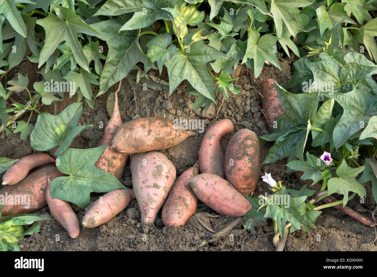Harvested  'Kamote'  cultivar of Sweet Potatoes 'Ipomoea batatas', Philippine medicinal herbal plant. Stock Photo