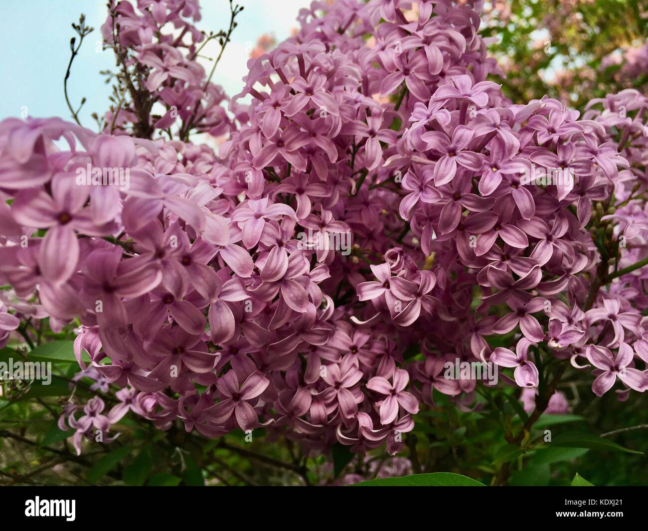 Beautiful flower clusters of Chinese Lilacs in Full Bloom Stock Photo Alamy