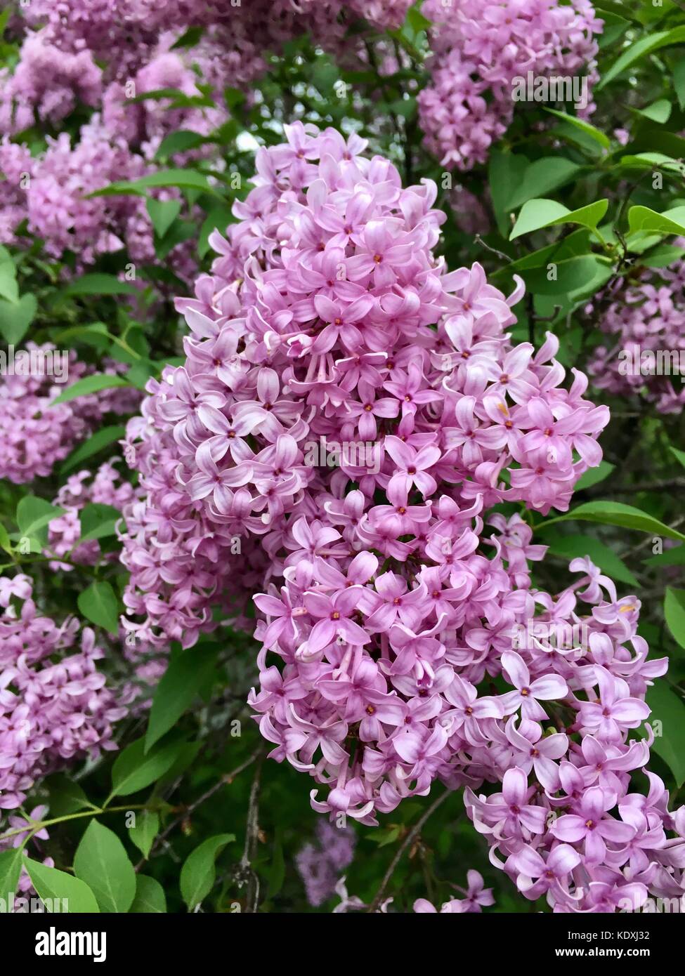 Beautiful flower clusters of Chinese Lilacs in Full Bloom Stock Photo