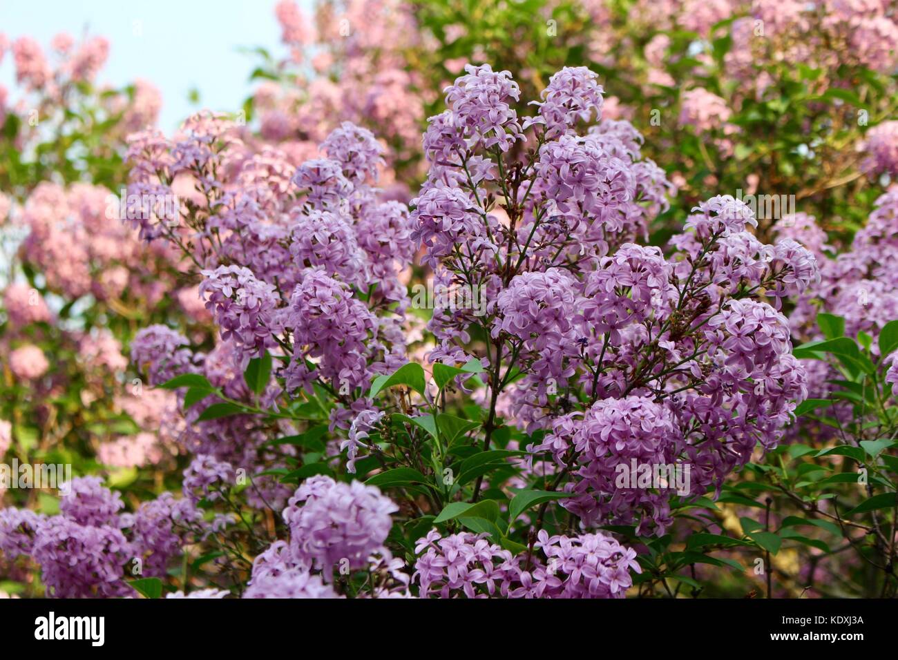 Beautiful flower clusters of Chinese Lilacs in Full Bloom Stock Photo