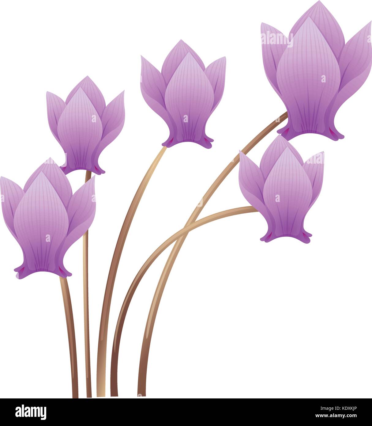 Purple cyclamen flowers on stem illustration Stock Vector Image & Art