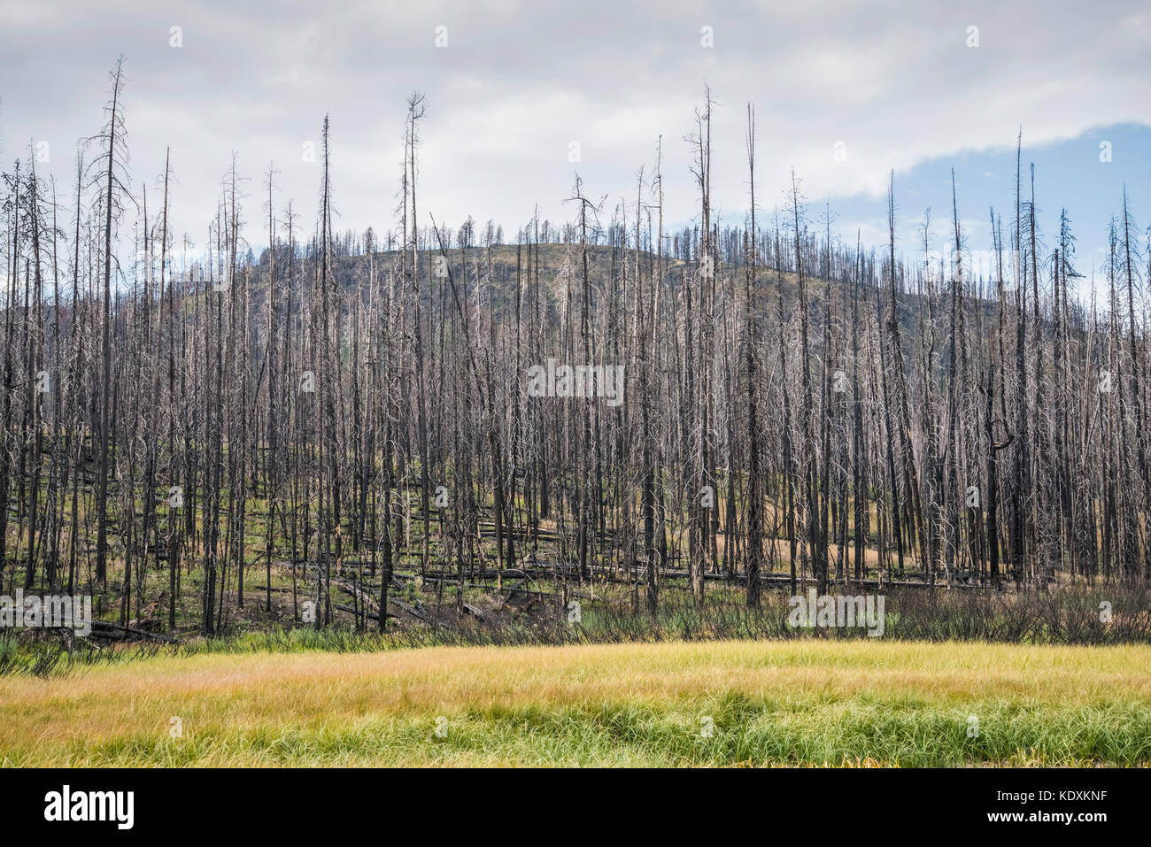 Yellowstone National Park, Wyoming, Burnt out lodge pole pine trees