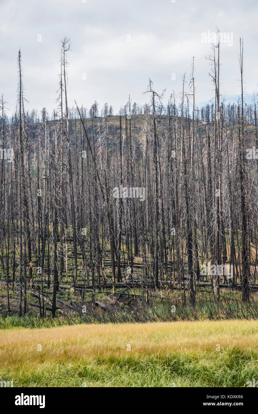 Yellowstone National Park, Wyoming, Burnt out lodge pole pine trees
