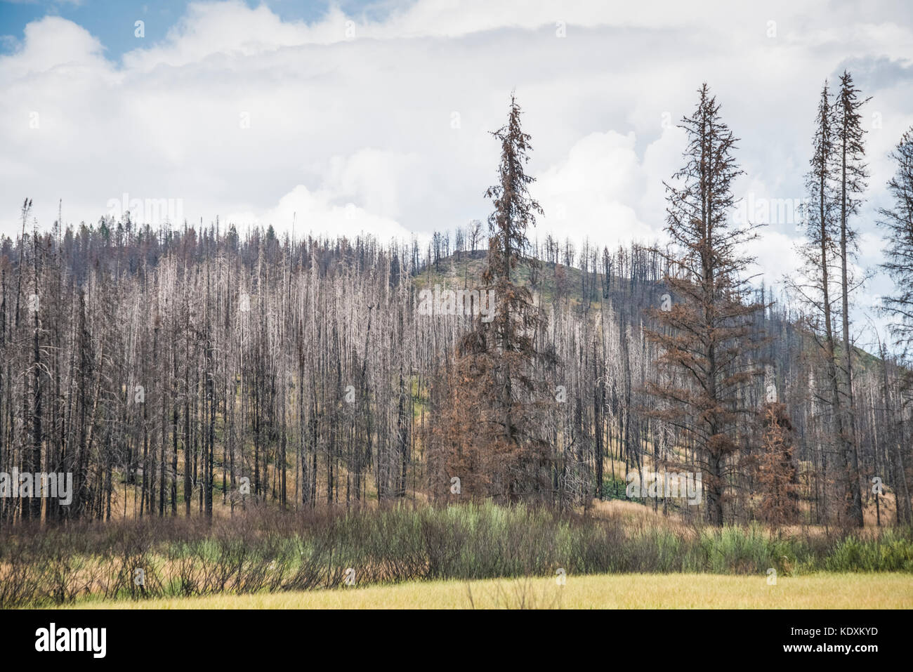 Yellowstone National Park, Wyoming, Burnt out lodge pole pine trees