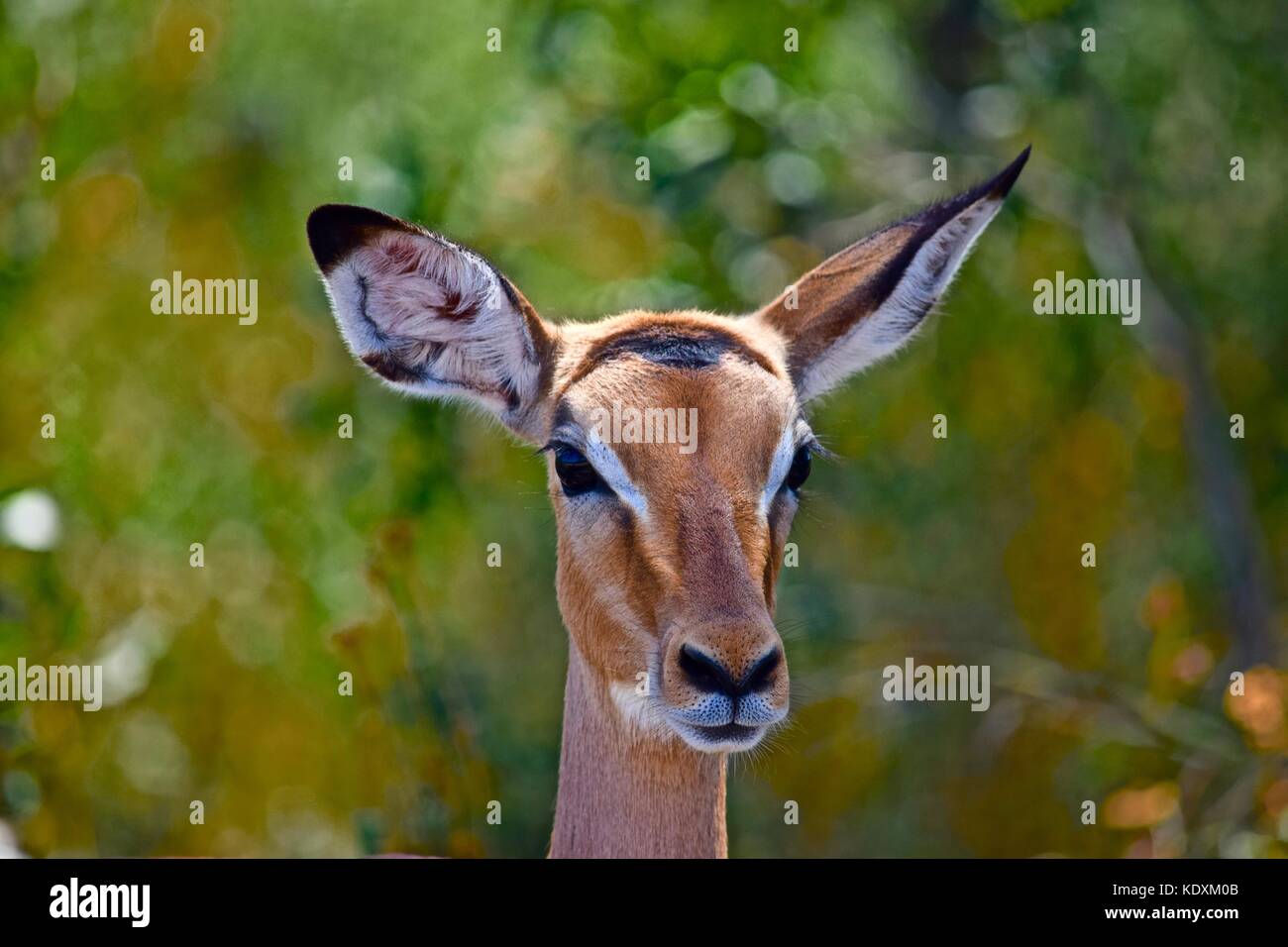 Young impala in kruger hi-res stock photography and images - Alamy