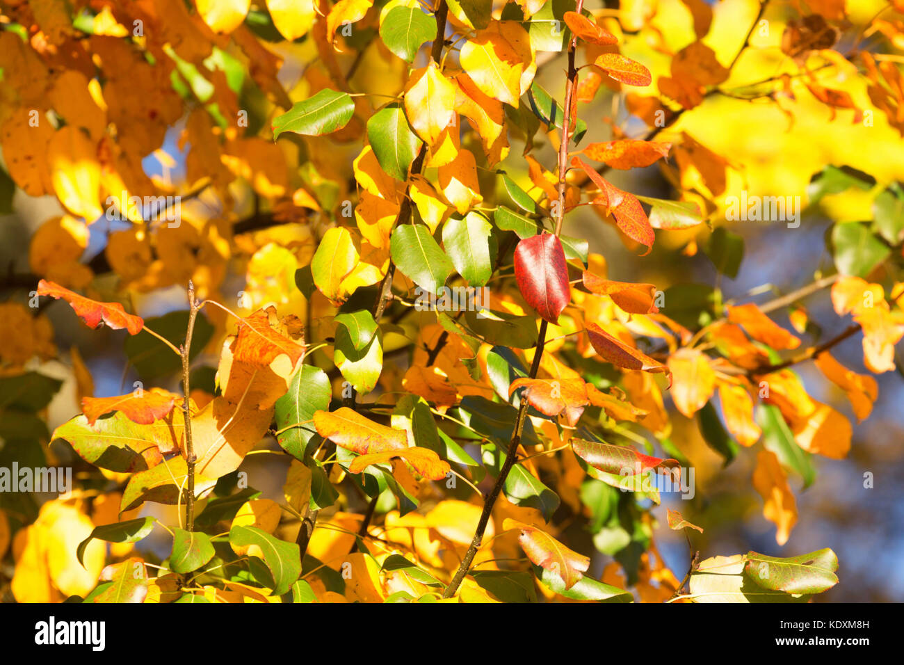Gold plant hi-res stock photography and images - Alamy