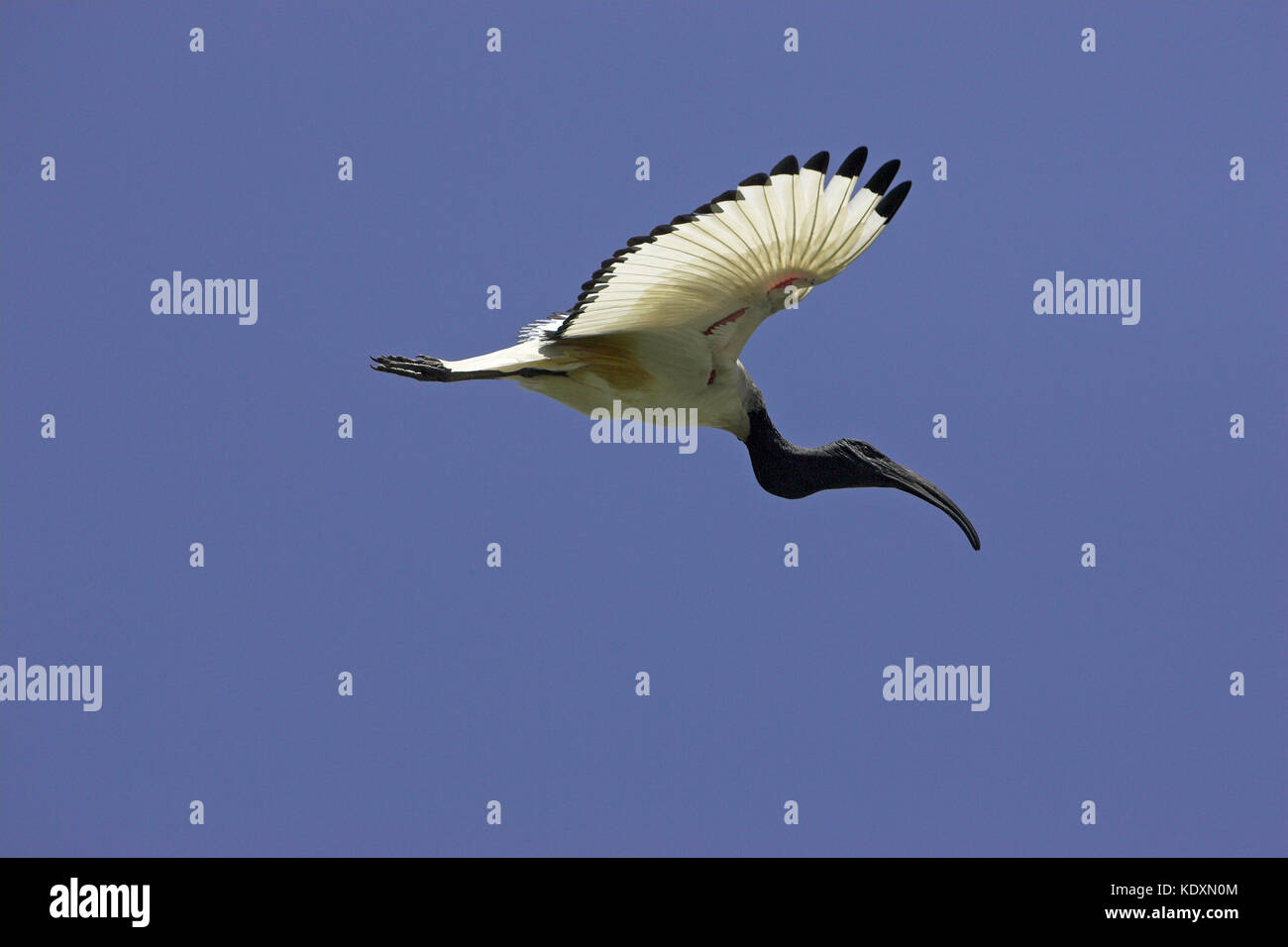 African sacred ibis Threskiornis aethiopicus Durban Botanical Garden South Africa Stock Photo