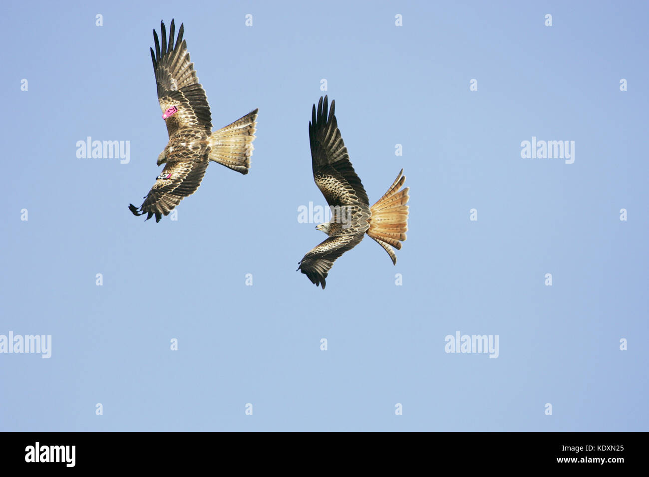 Red kite Mivus milvus in flight at Gigrin Farm kite feeding station Rhayader Powys Wales Stock Photo