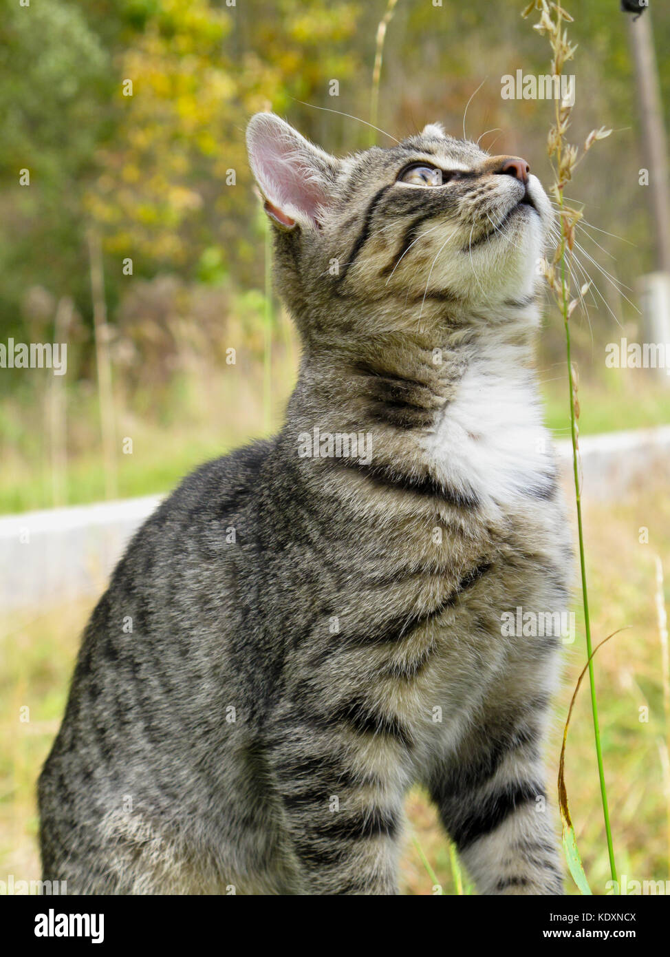 small cute cat looking up. In autumn - Slovakia. Stock Photo