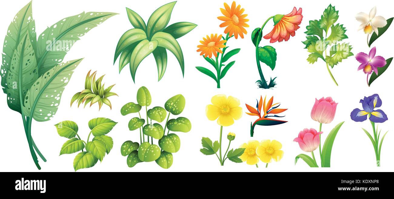 Different types of flowers and leaves illustration Stock Vector ...