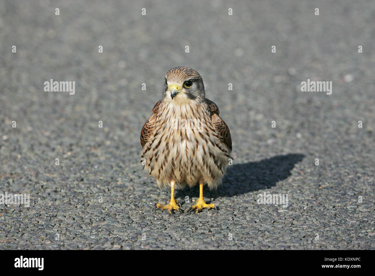 Common kestrel Falco tinnunculus juvenile male on road Ibsley near Ringwood Hampshire England UK Stock Photo