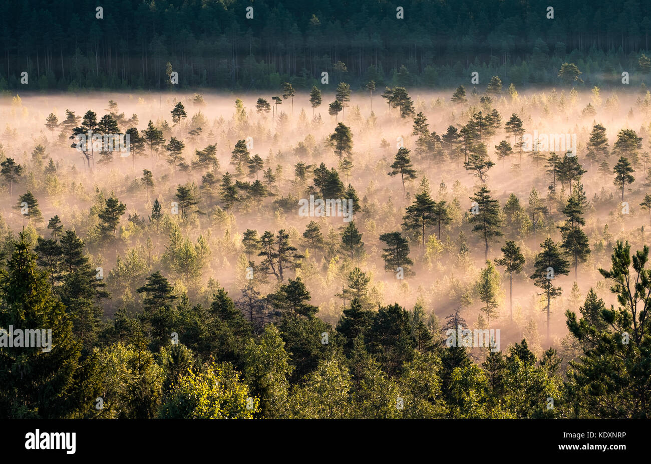 Morning fog and sunrise in Torronsuo National Park, Finland Stock Photo