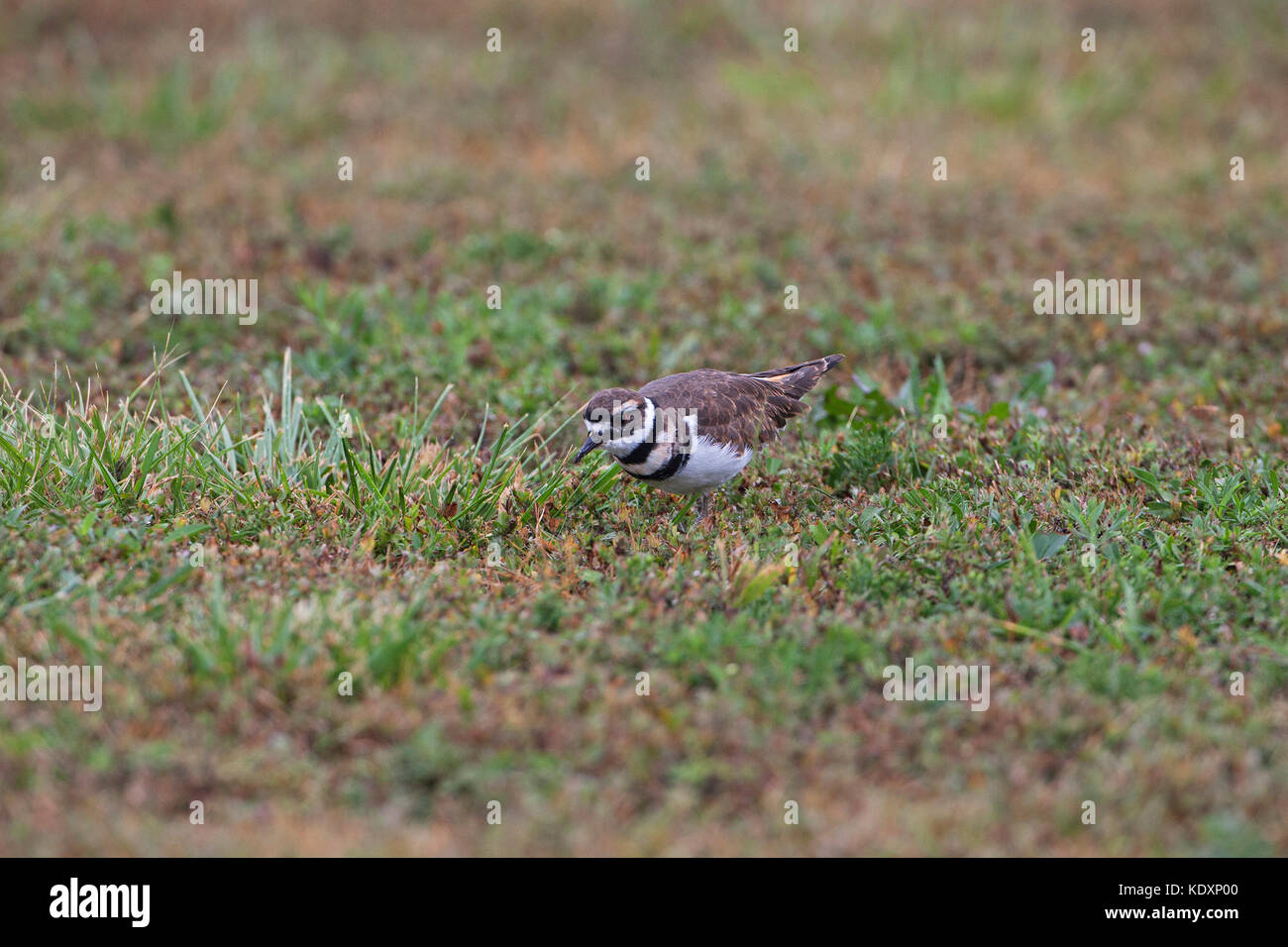 Killdeer Charadrius vociferus on grassland Marais des Cygnes National