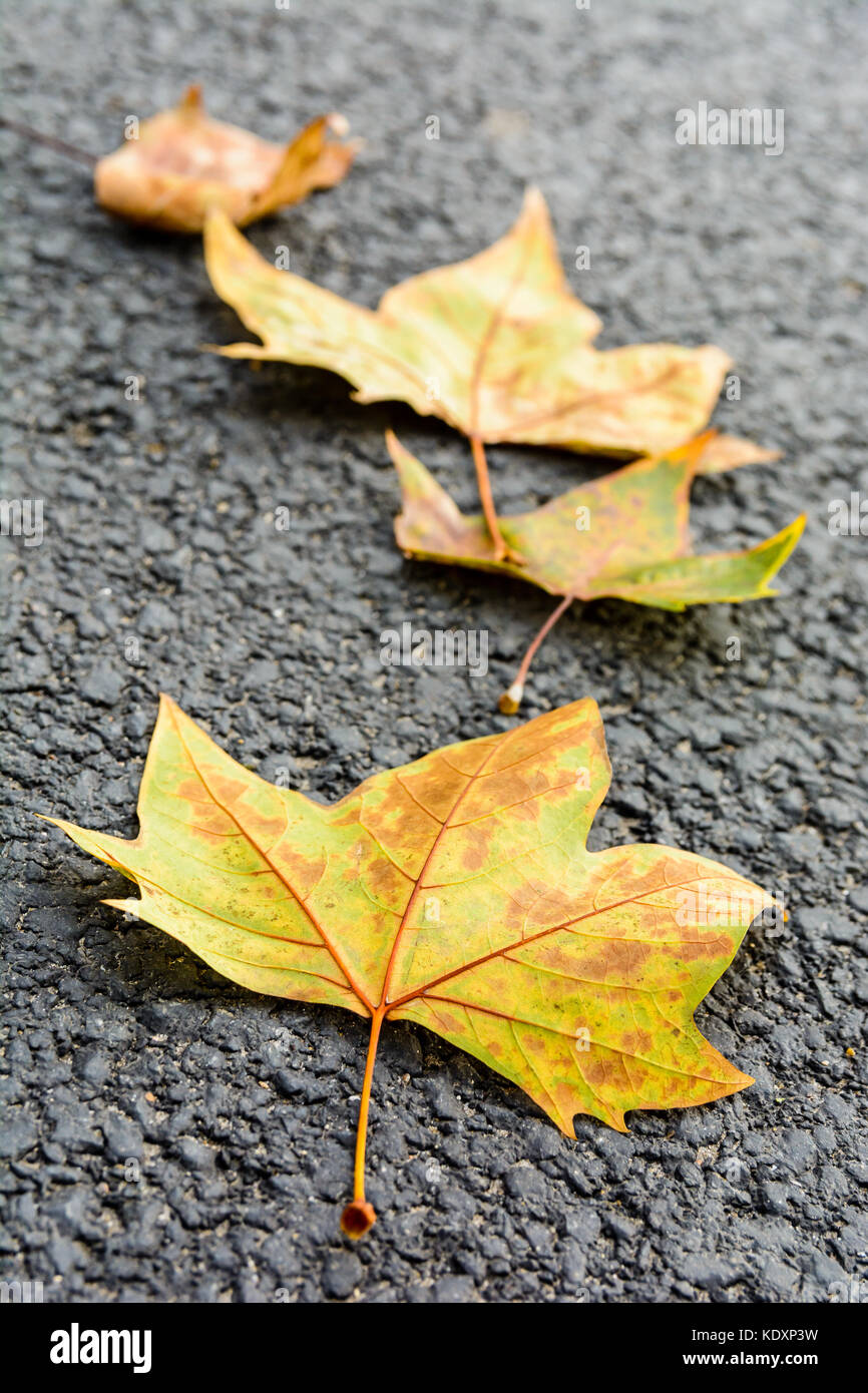 The surface of the dried leaves on the ground is an aesthetic background in  the garden forest and autumn colors Stock Photo - Alamy