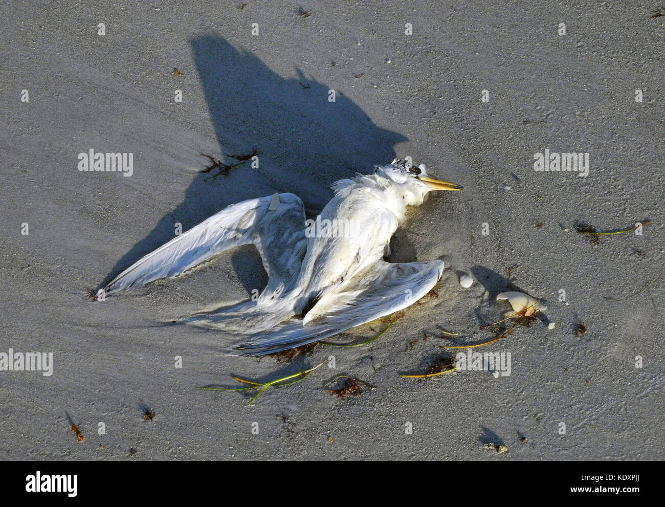 A dead Least Tern (Sternula antillarum) is washed up along the sandy Florida coast after being caught in hurricane-force winds that passed over the Gulf of Mexico. The seabird is the smallest of all North American terns. Stock Photo