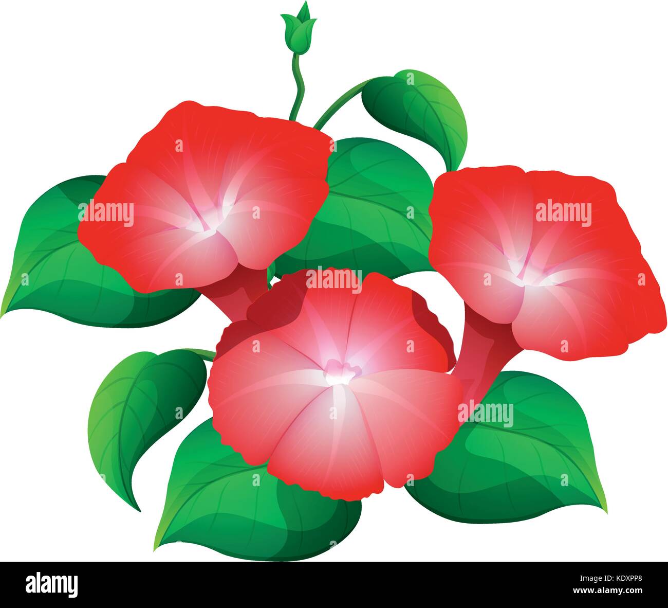 Morning glory flower in red color illustration Stock Vector Image & Art