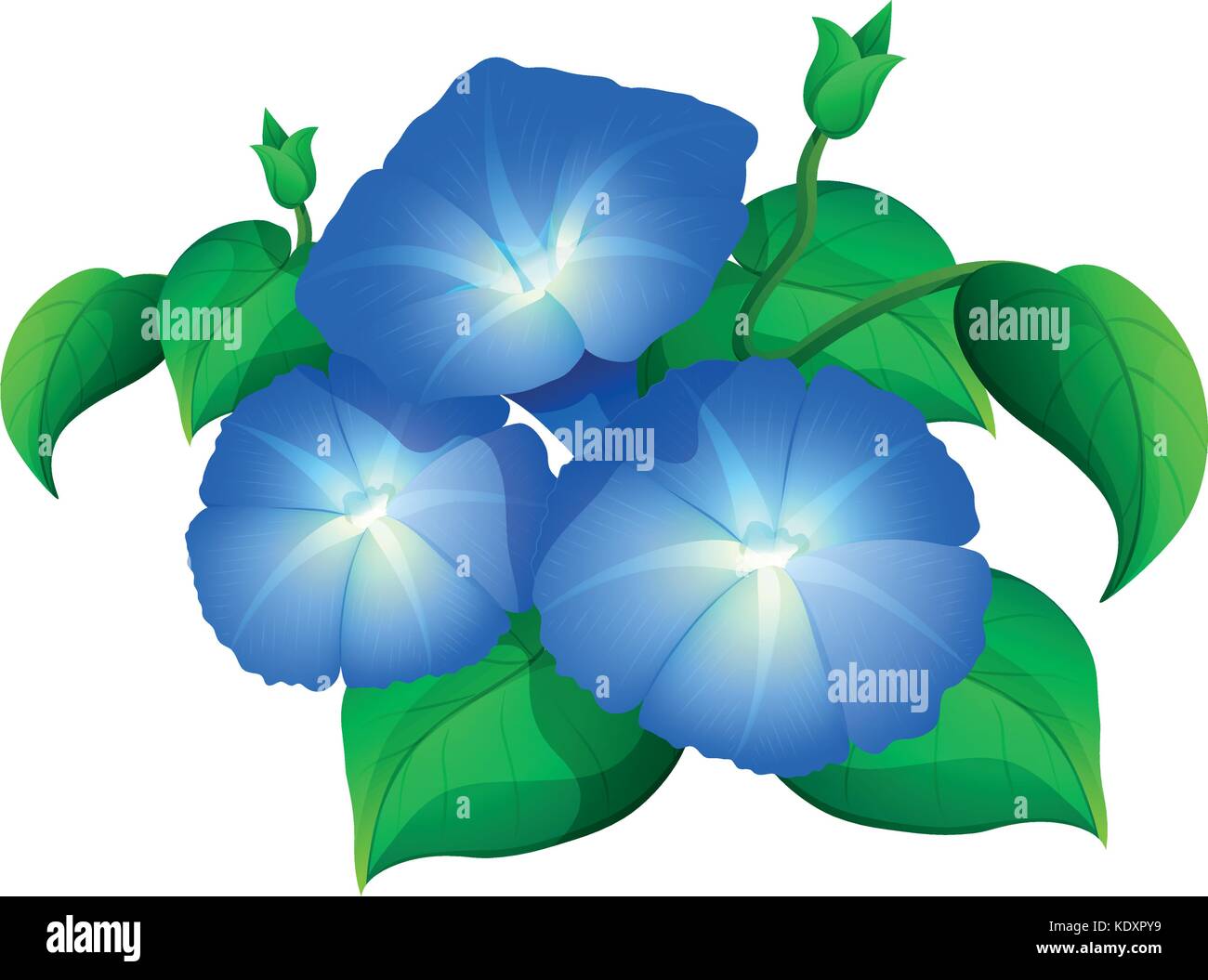Morning glory in blue color illustration Stock Vector Image & Art - Alamy
