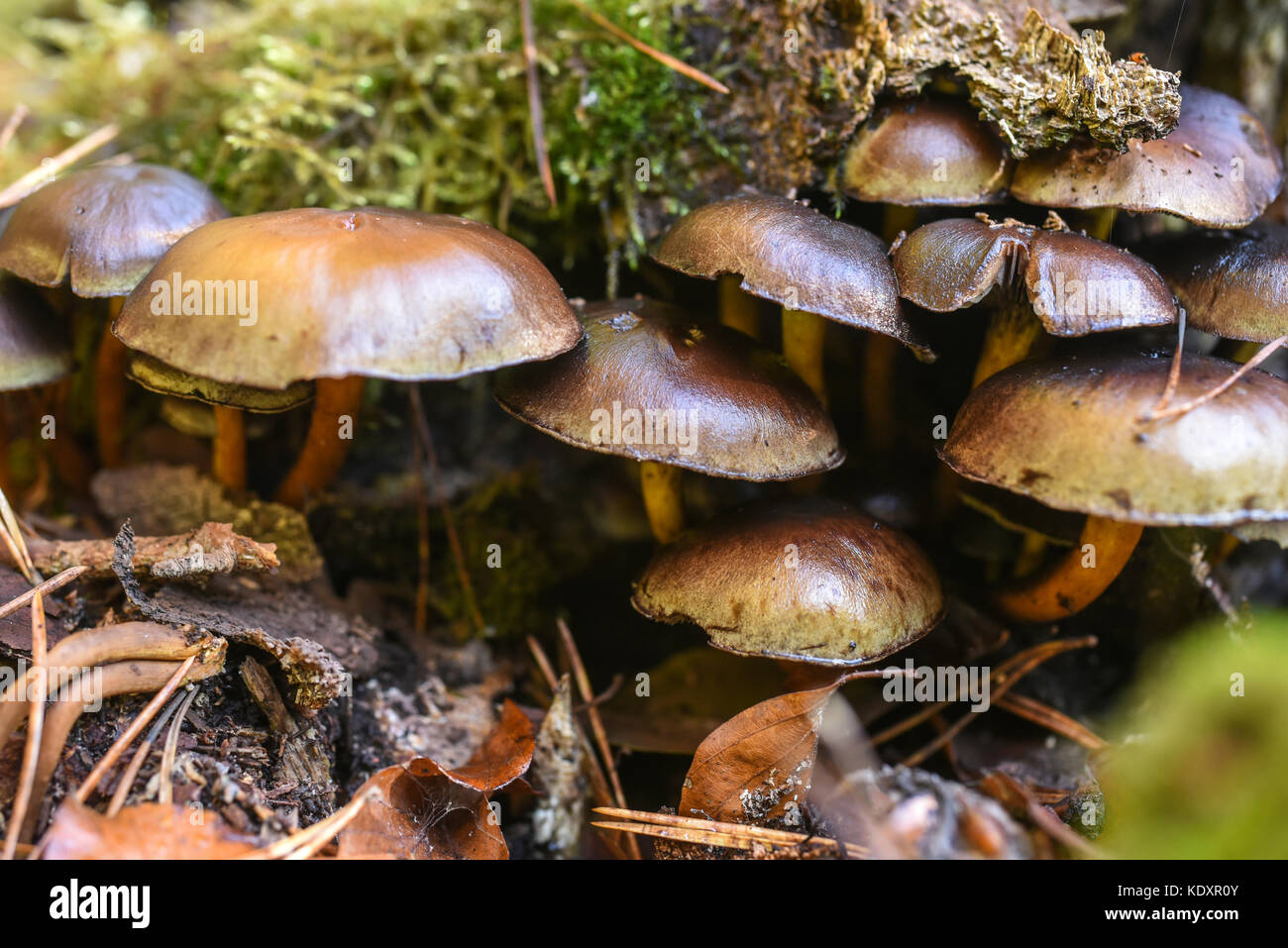 Nonedible mushrooms growing in the forest during autumn Stock Photo