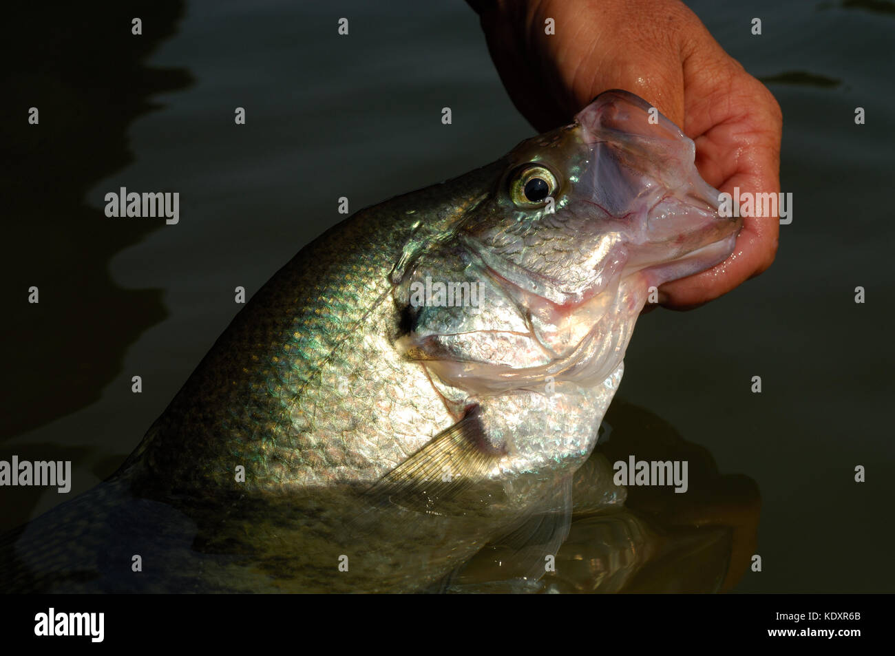 An angler holds a crappie fish caught on Lake Sam Rayburn near Jasper Texas Stock Photo