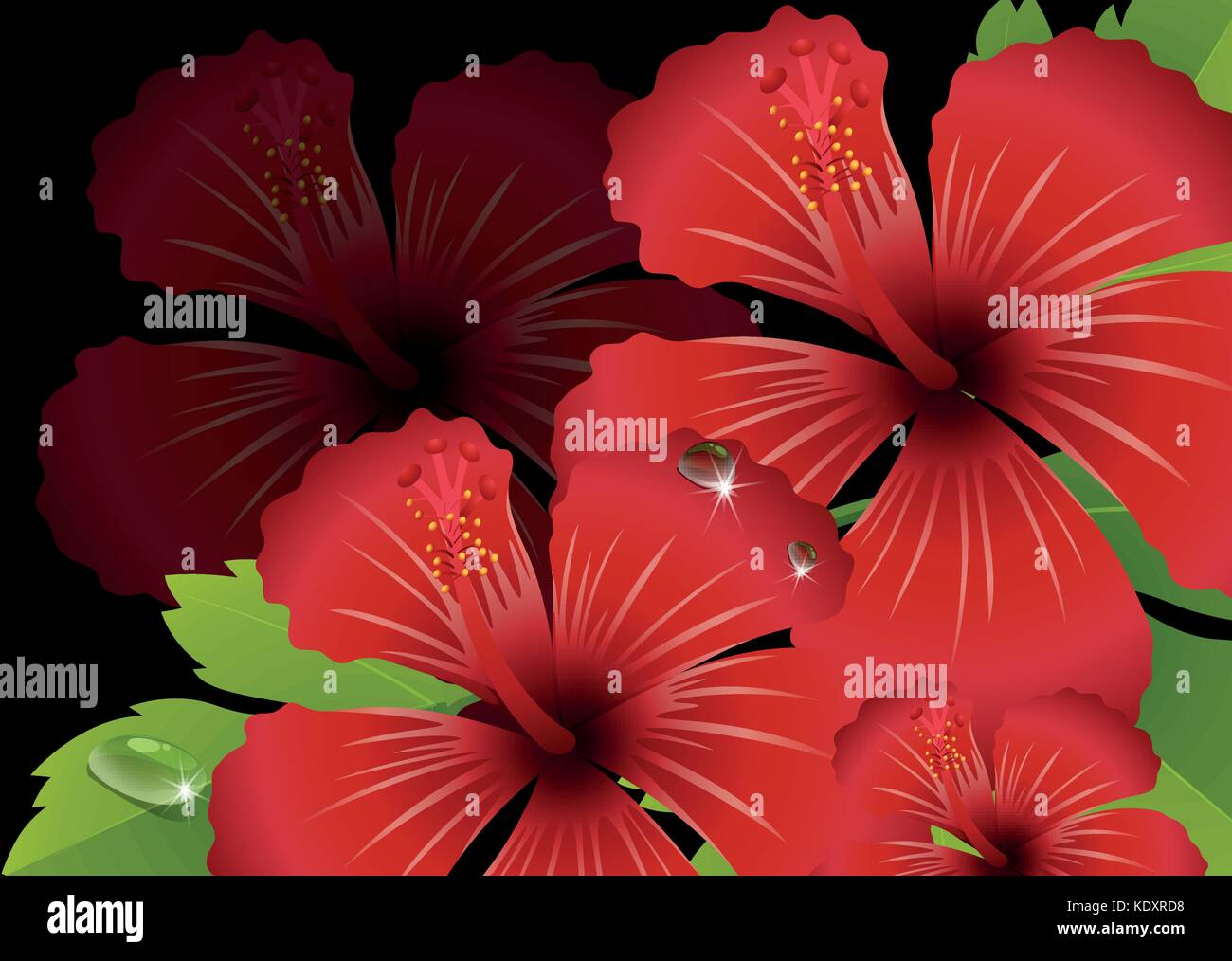 Red hibiscus flowers with black background illustration Stock Vector ...