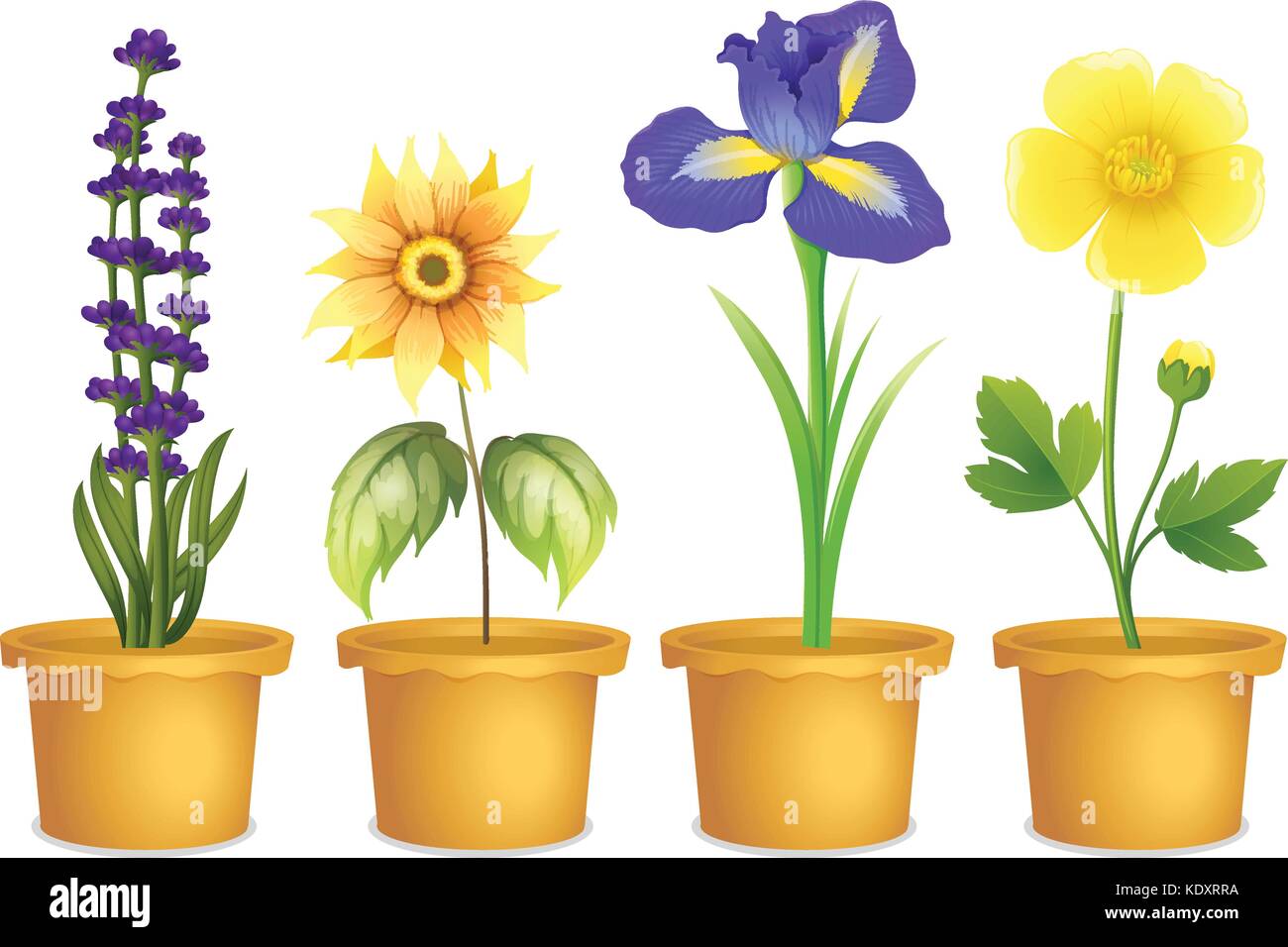 Different types of flowers in pots illustration Stock Vector Image