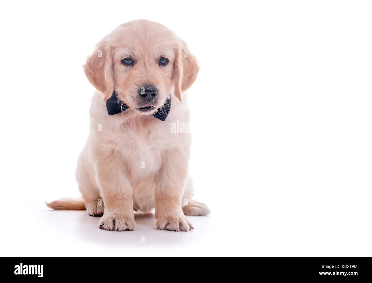 Sitting puppy of golden retriever with bow tie over white background, shallow focus Stock Photo