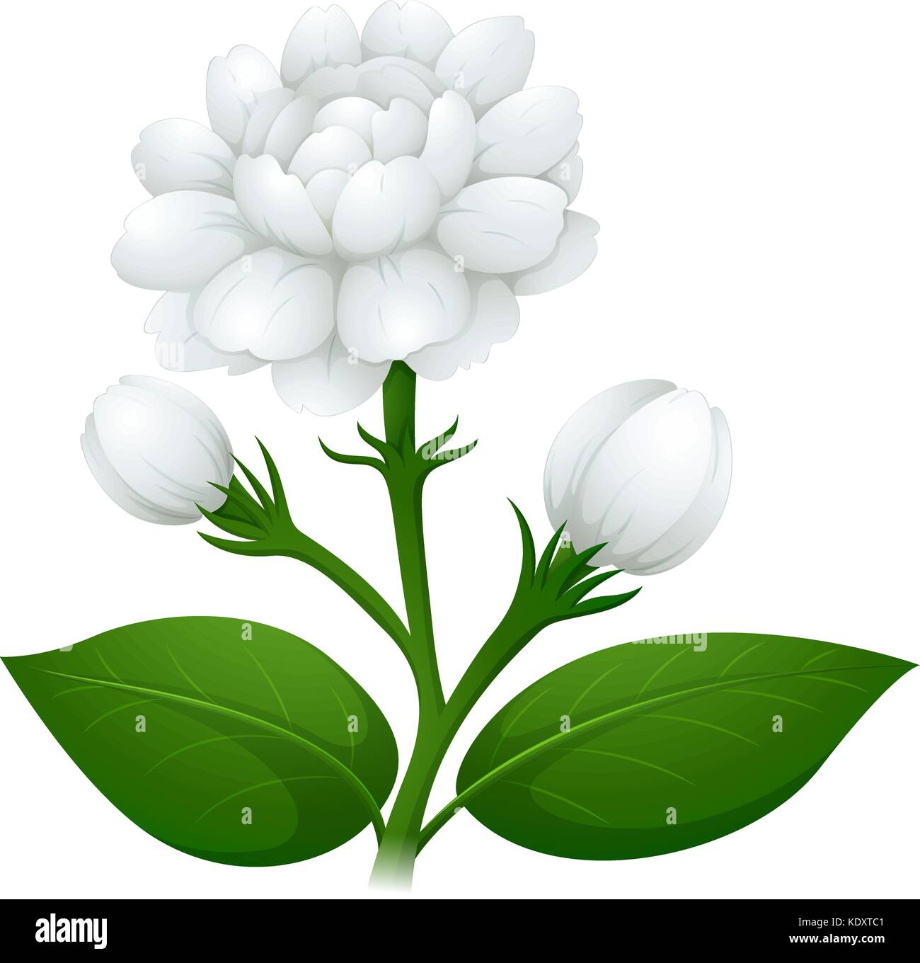 Jasmine flower on green stem illustration Stock Vector Image & Art Alamy