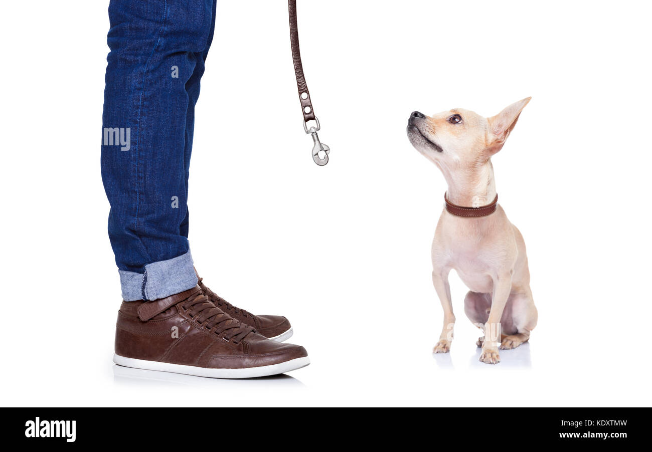 chihuahua dog waiting to go for a walk with owner with leather leash , isolated on white background Stock Photo