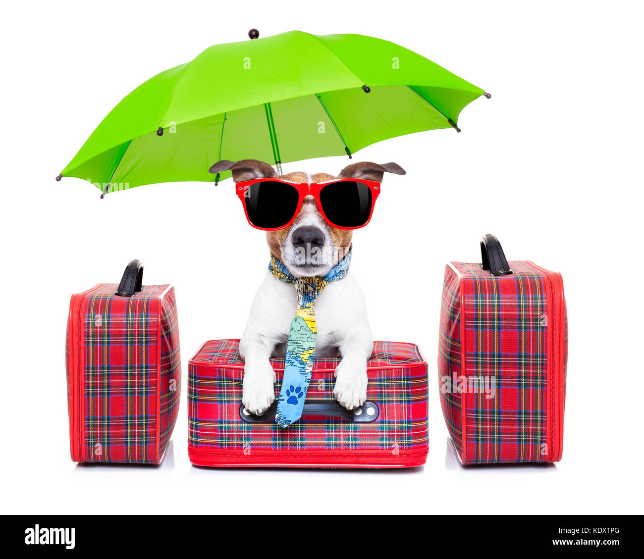 dog with luggage ready to go on summer holidays or vacation with