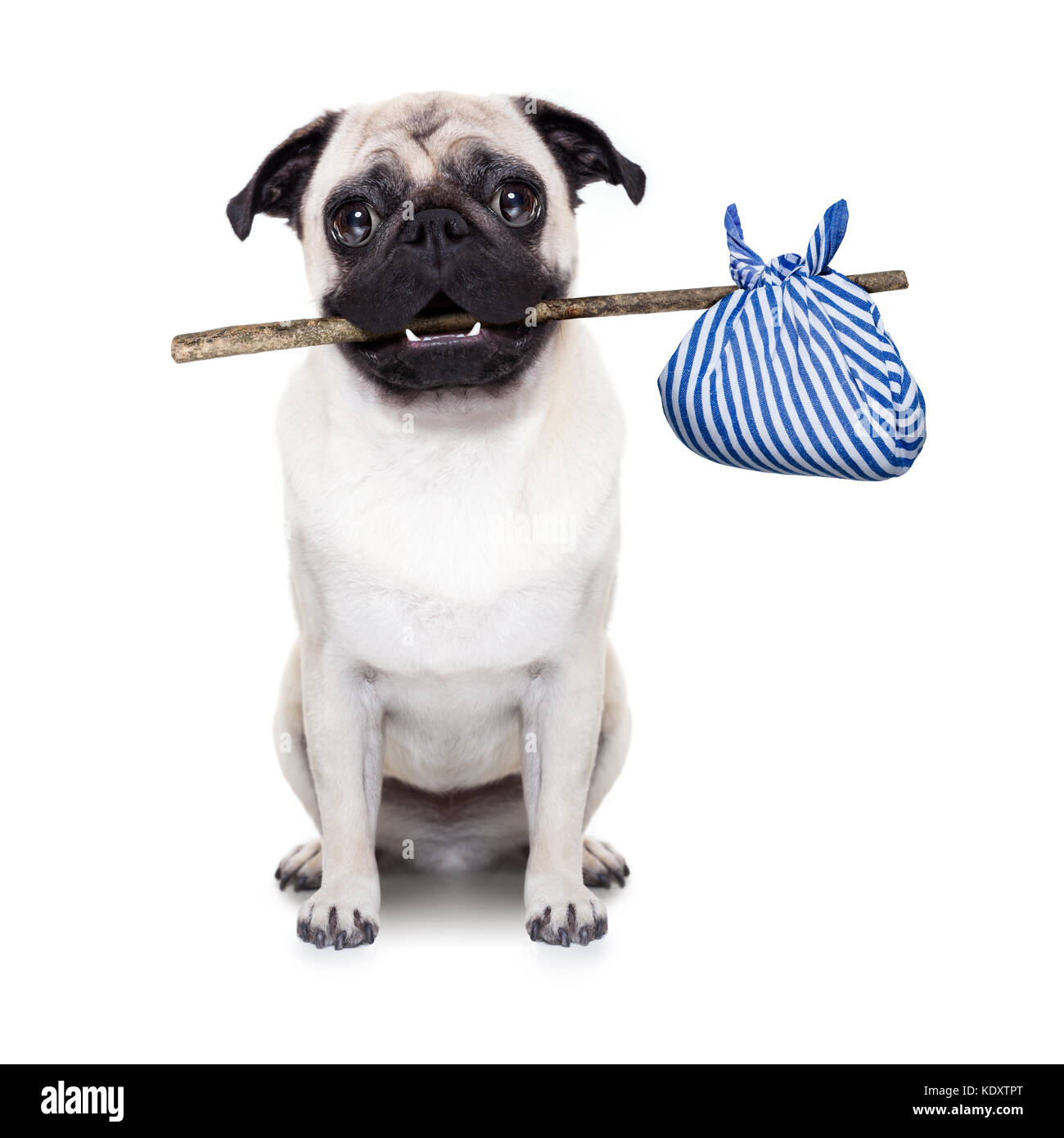 pug dog abandoned and left all alone on the road or street, with luggage  bag , begging to come home to owners Stock Photo - Alamy, image size:1300x1390