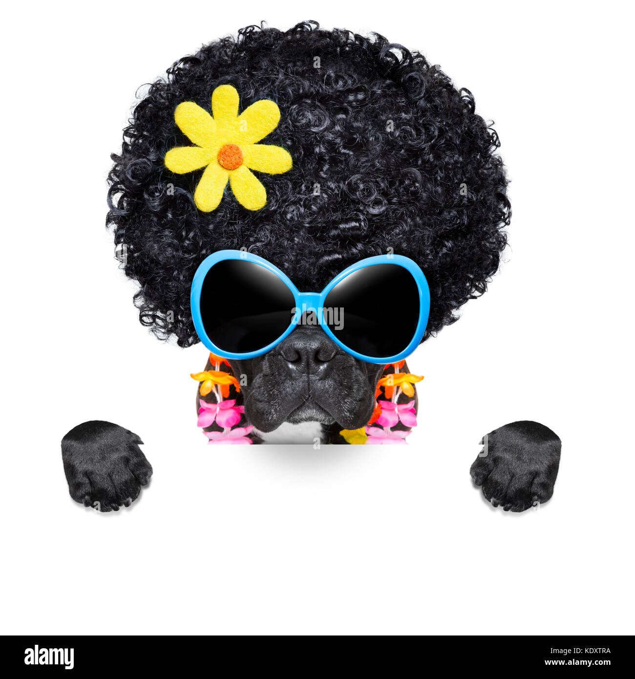 hippie dog of the seventies with big afro wig  a yellow flower behind blank banner Stock Photo