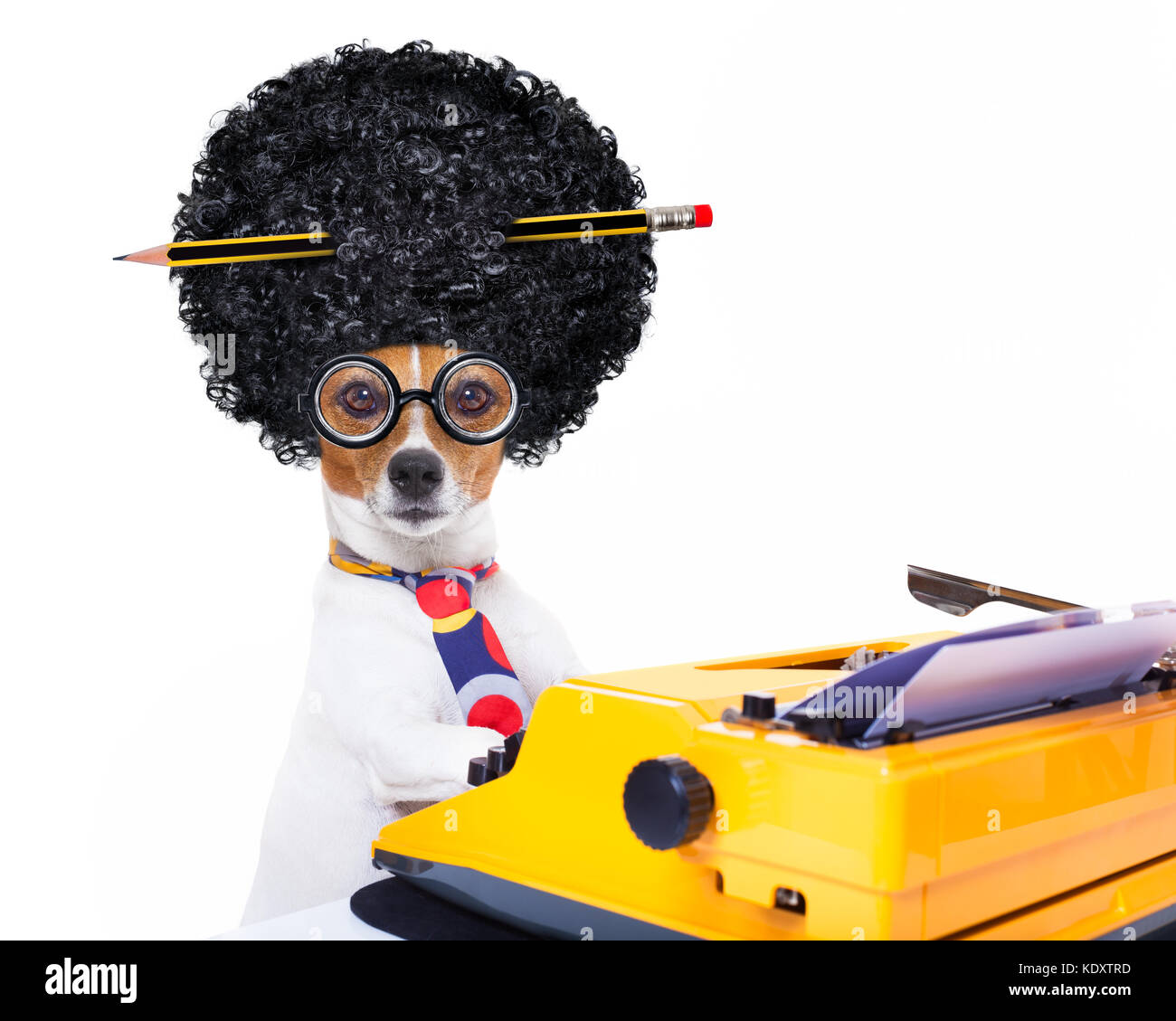jack russell secretary dog typing on a typewriter keyboard  , isolated on white background, wearing a crazy afro wig Stock Photo