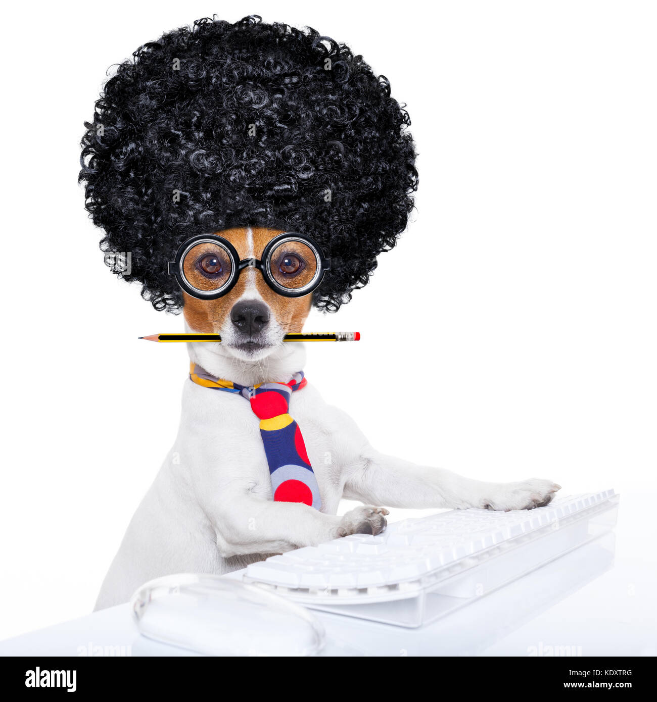 jack russell secretary dog booking a reservation online using a pc computer laptop keyboard ,with crazy silly afro wig , pencil in mouth, isolated on  Stock Photo