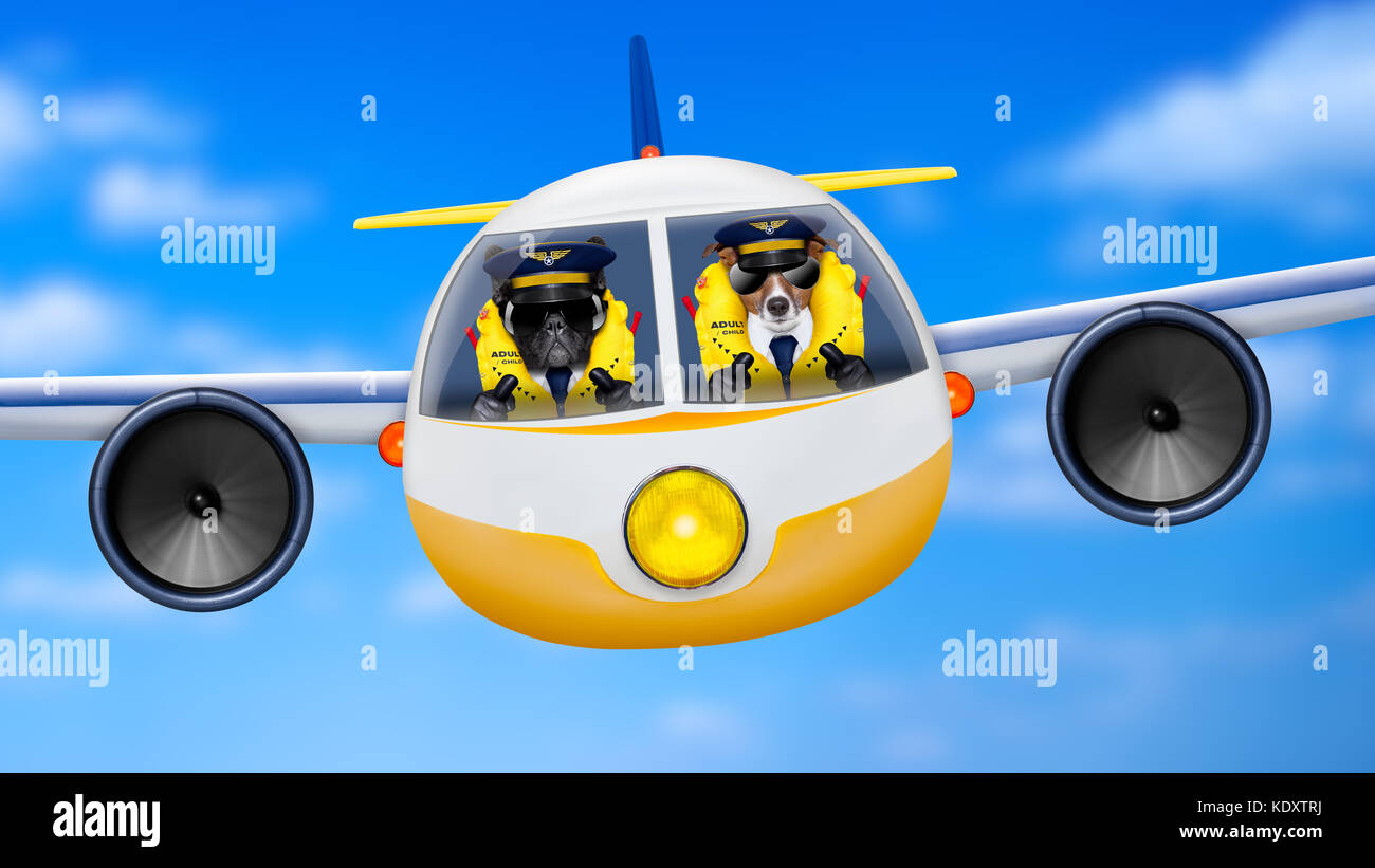 pilot and copilot dogs in cockpit cabin flying , landing or departing  for a summer vacation holiday  with funny airplane Stock Photo