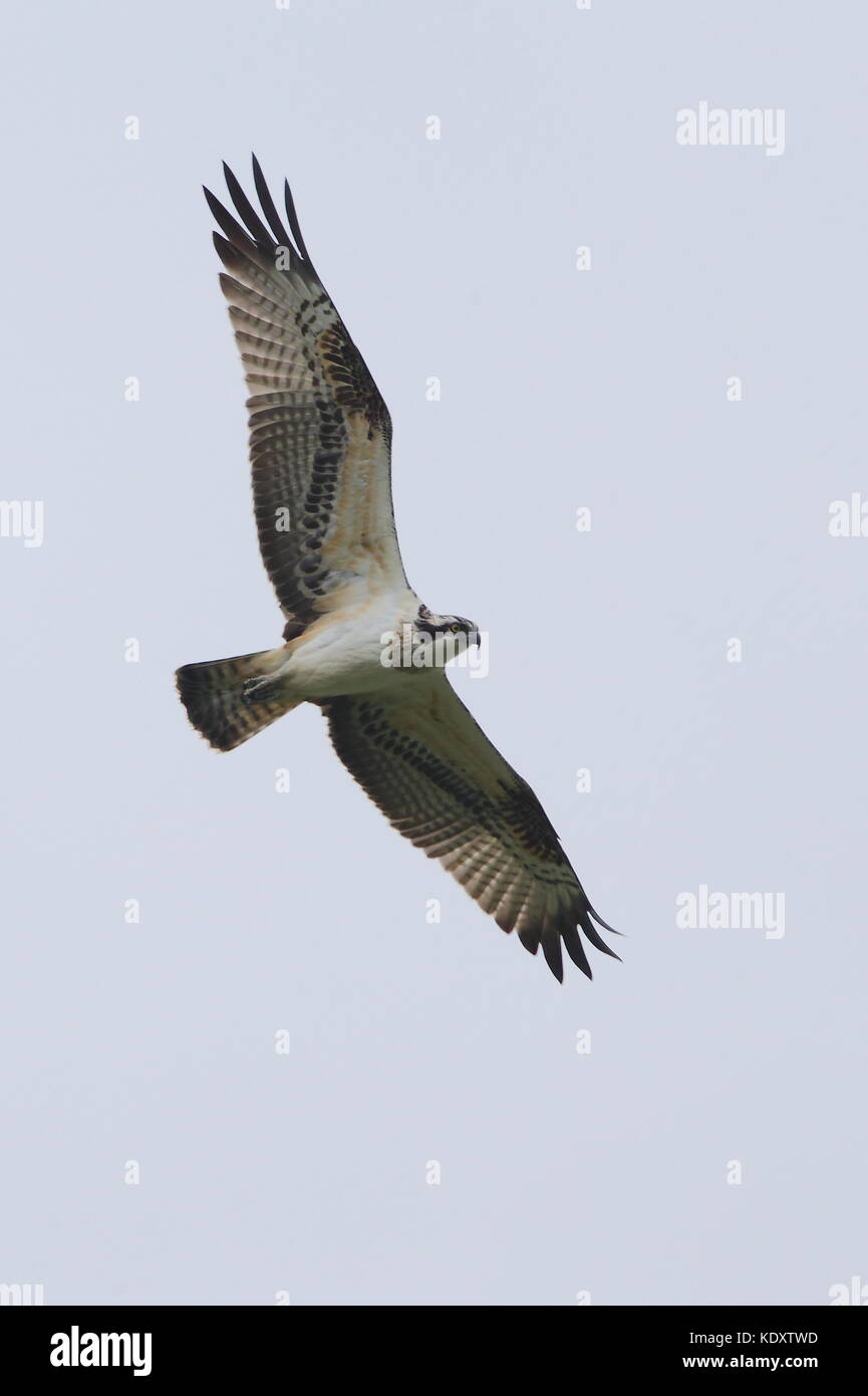 Juvenile Osprey Stock Photo