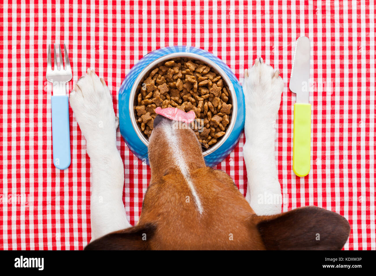full dog food bowl with knife and fork on tablecloth,paws and head of a dog Stock Photo
