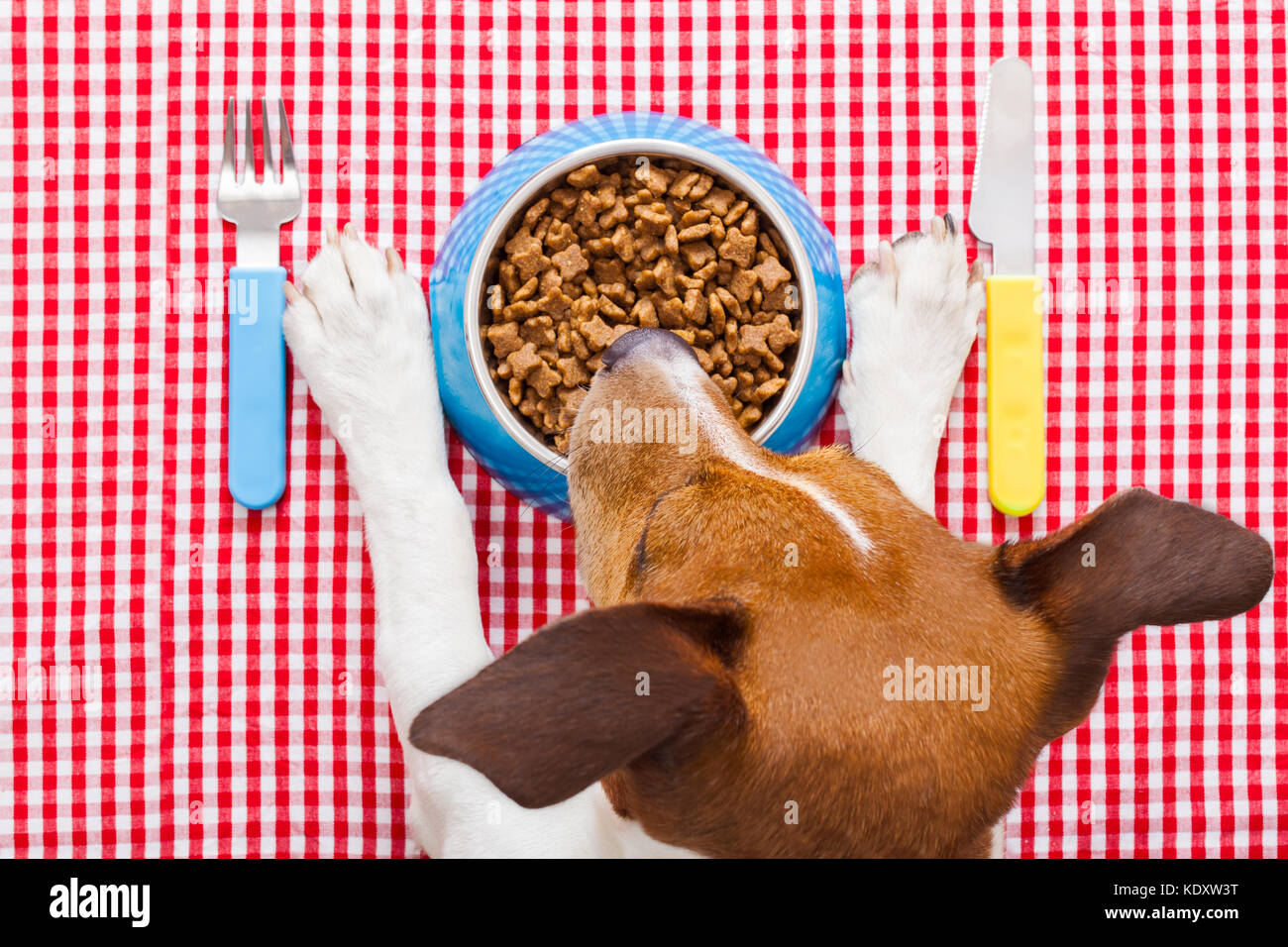 full dog food bowl with knife and fork on tablecloth,paws and head of a dog Stock Photo