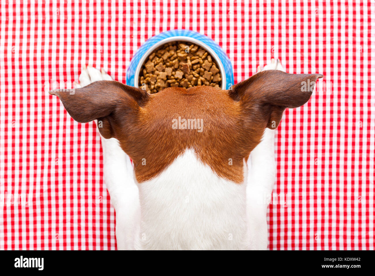 dog food bowl on tablecloth,paws and head of a dog Stock Photo