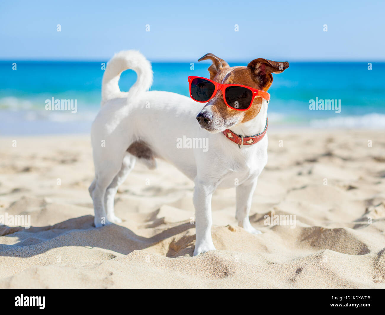 dog with sunglasses at the beach on summer vacation holidays Stock ...