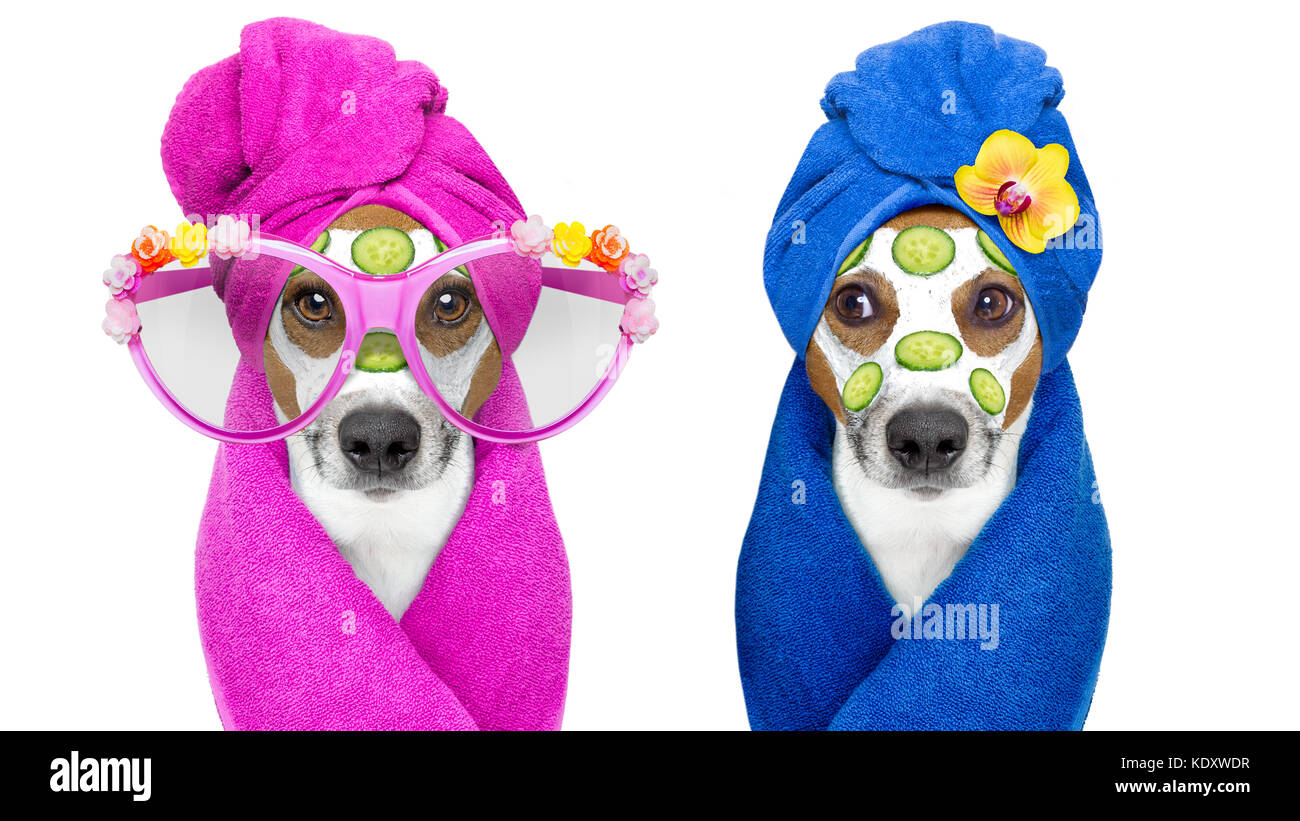 jack russell couple of dogs relaxing with beauty mask in spa wellness  center , moisturizing cream mask and cucumber , isolated on white  background Stock Photo - Alamy