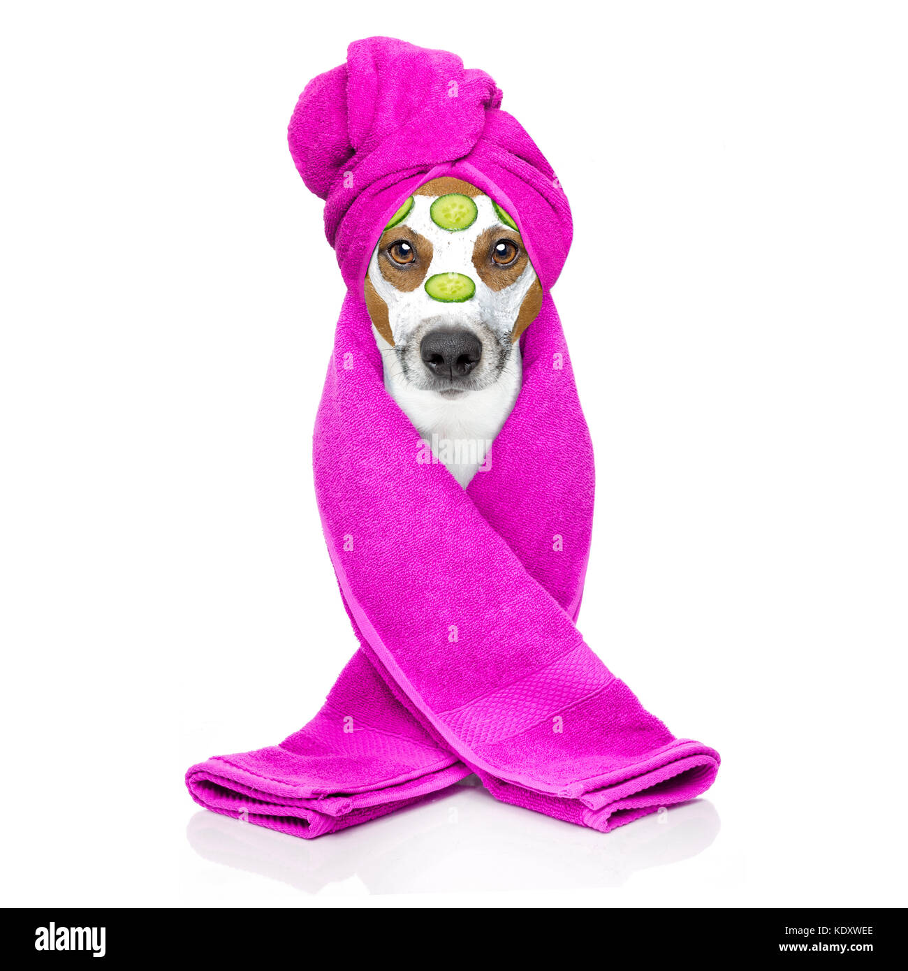 Beauty cream dog Cut Out Stock Images & Pictures Alamy