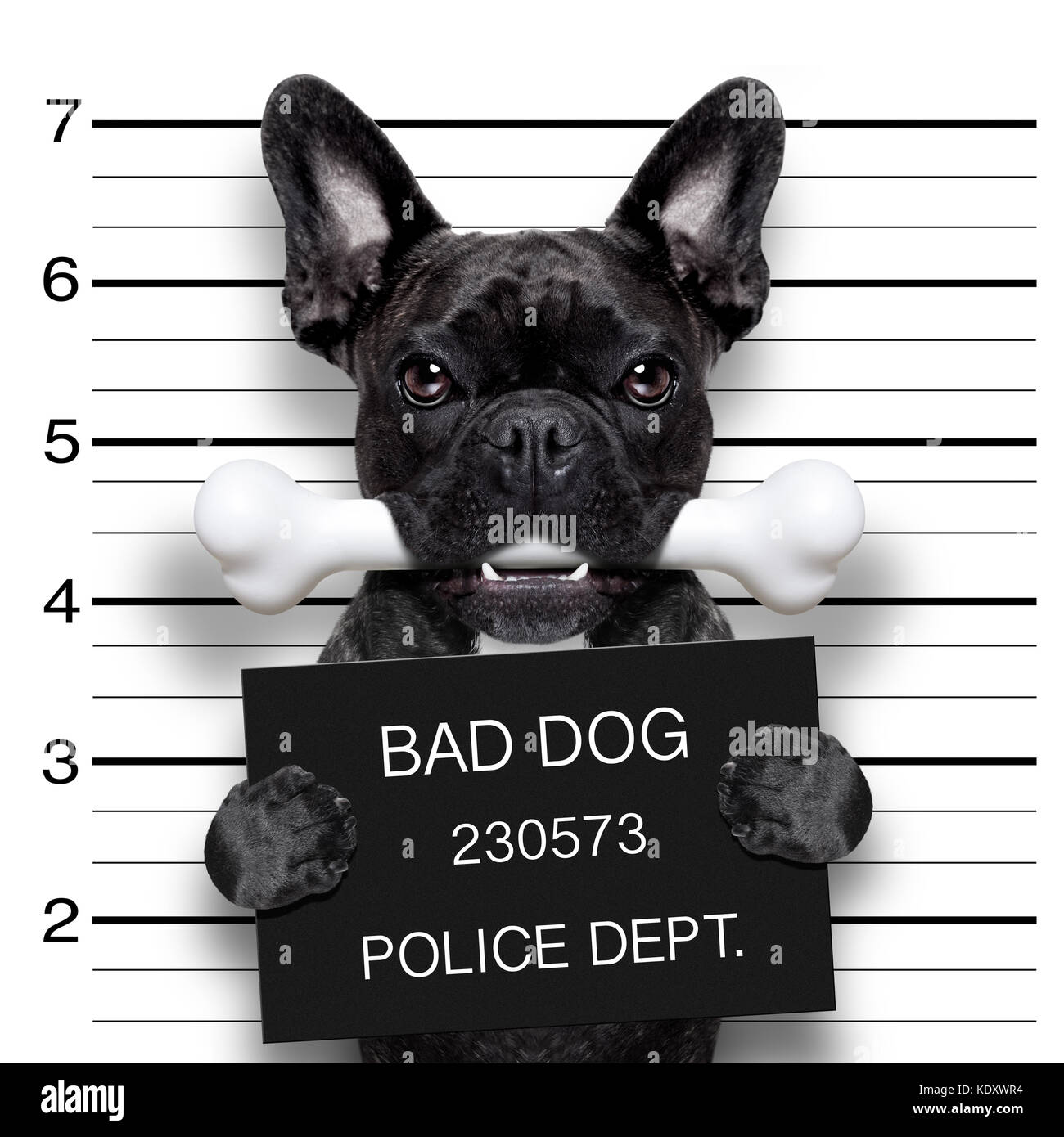 funny cute french bulldog holding a placard while a mugshot is ...