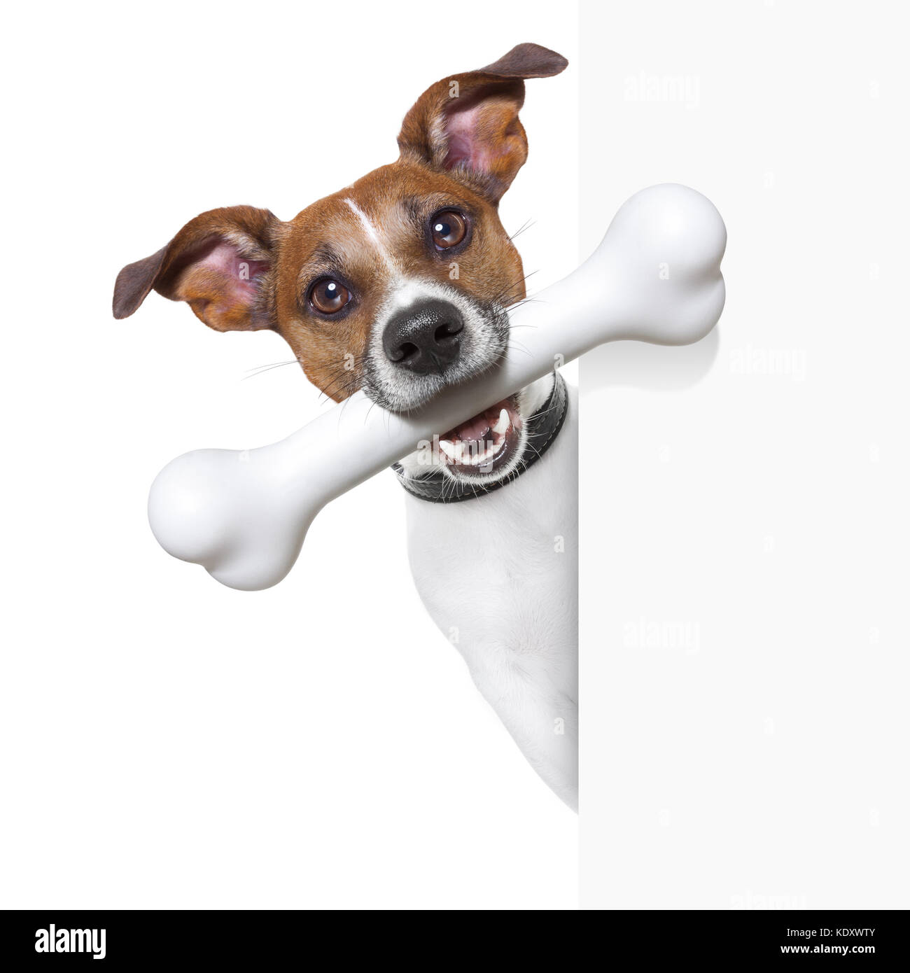 dog with a big white bone and  a white banner Stock Photo