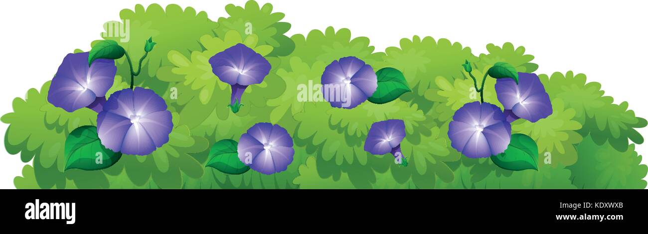 Blue morning glory flowers in green bush illustration Stock Vector ...