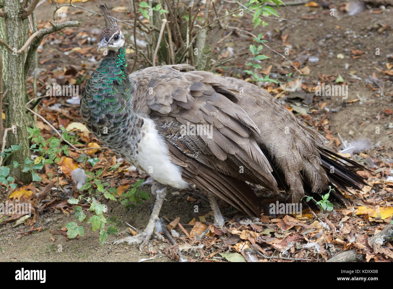 Peahen. Female Peacock in woodlands Stock Photo