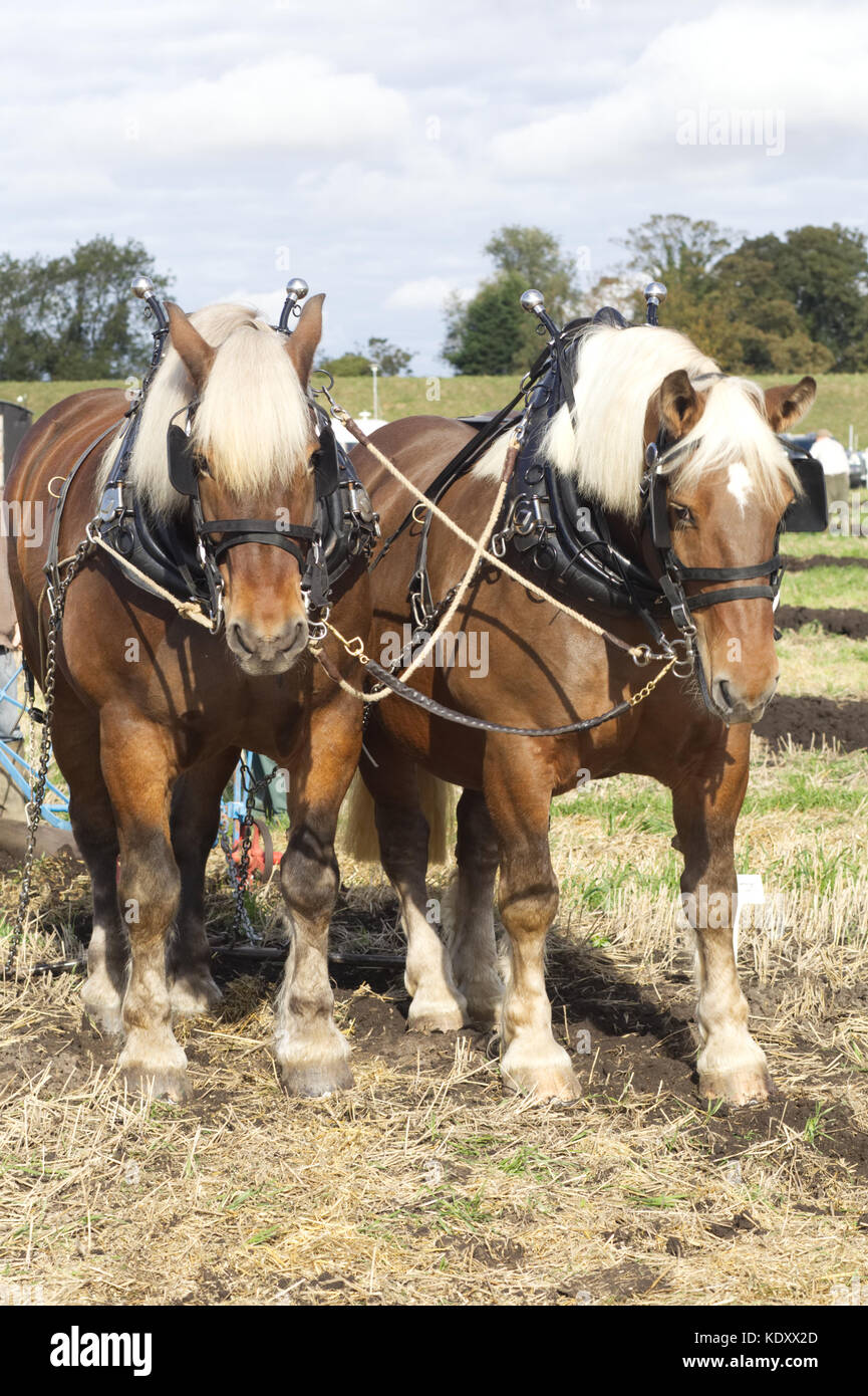 Comtois horse, draft horse in harness Stock Photo Alamy